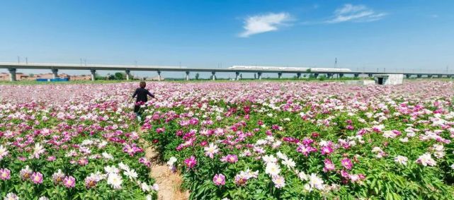 赏花地址:新绛县店头村来这里赏芍药吧!
