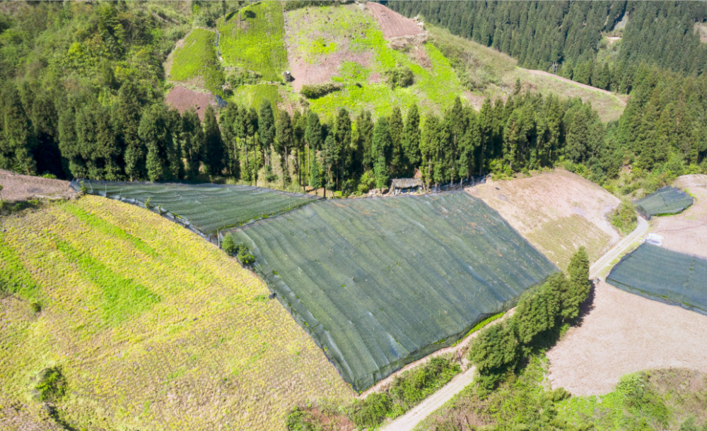 峨眉苦蒿坪万亩药田飘香黄连天麻种植钱景可观