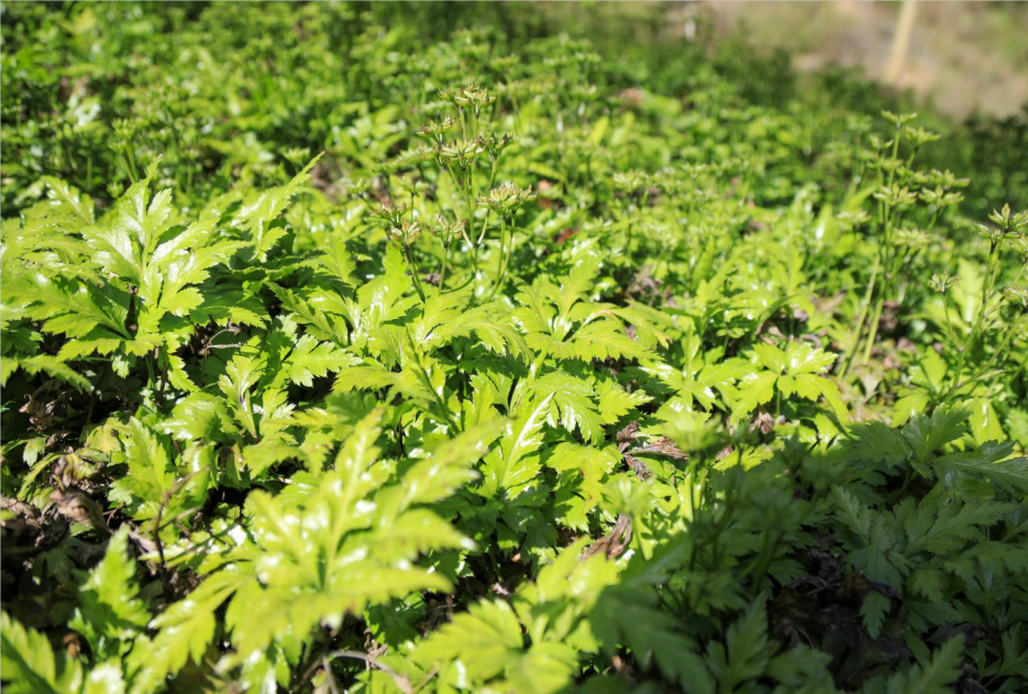 峨眉苦蒿坪万亩药田飘香黄连天麻种植钱景可观