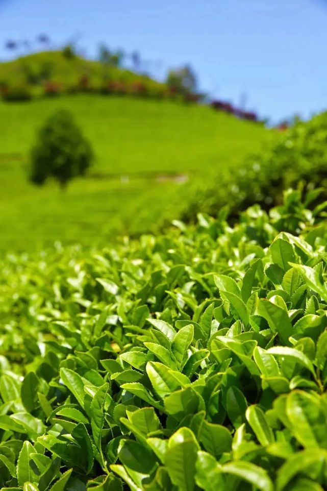 以自然為境,群山為茶,呼吸為飲,親身感受龍溪茶園的獨特魅力.