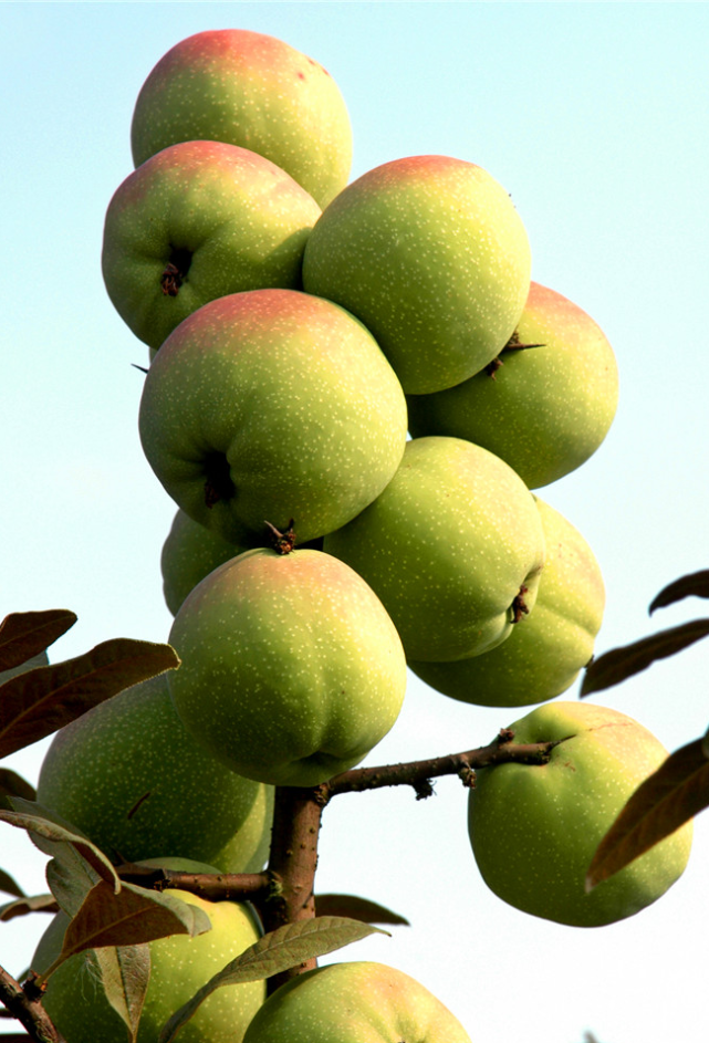 如果你还没有吃过木瓜,第一个一定要尝一下贵州正安野木瓜