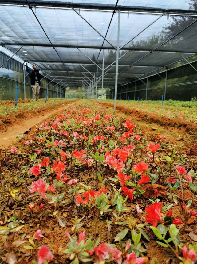 保存创新本地种质资源,乐昌映山红品种扩繁取得新进展