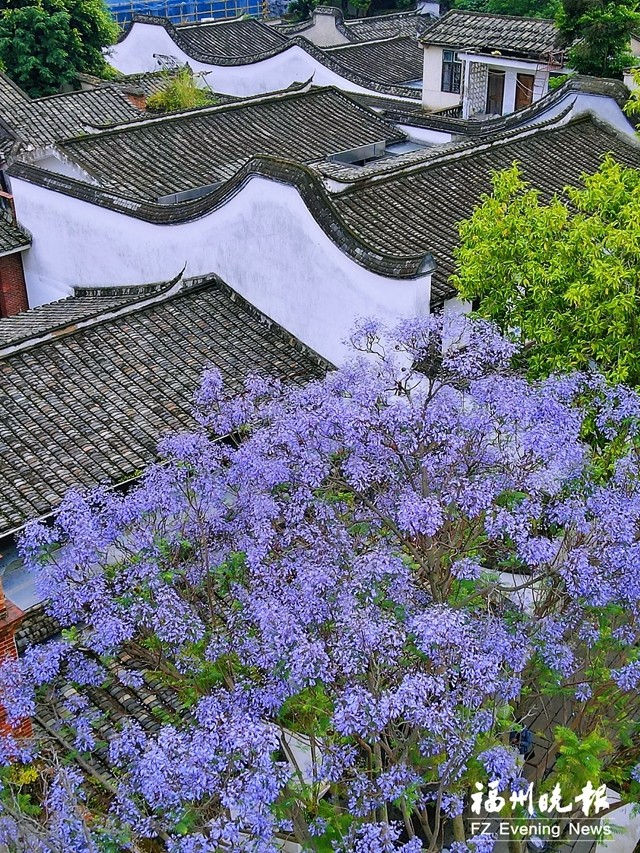 榕城 蓝花雨 初夏 紫浪漫 腾讯新闻