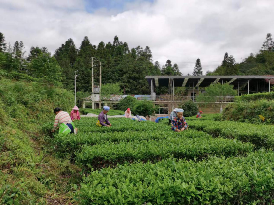 贵州黎平龙建东:从大学生到有机茶叶生产管理销售能手