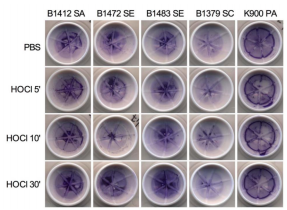 表4:结晶紫染色生物膜.3 78小结本研究表明0.