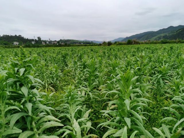 今年,貴州鑫誠食品有限公司在我縣種植的500畝貢菜長勢良好,綜合產值