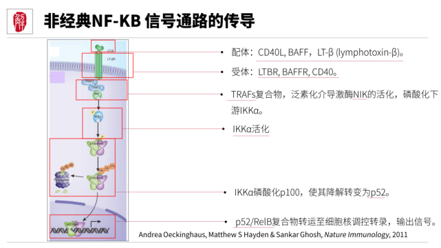 相对于rtk相关信号通路,nf-kb信号通路的功能也更加特化一些,与tgf-β