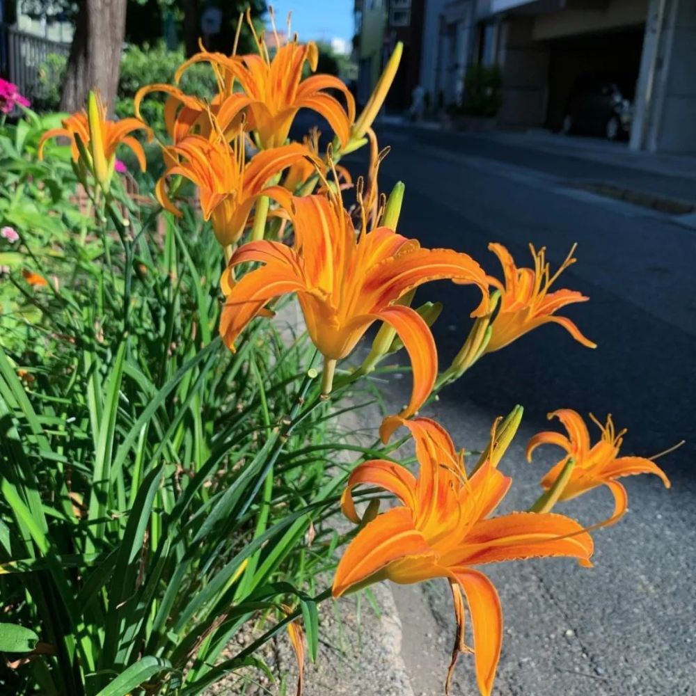 萱草花似百合叶如兰插花美极了