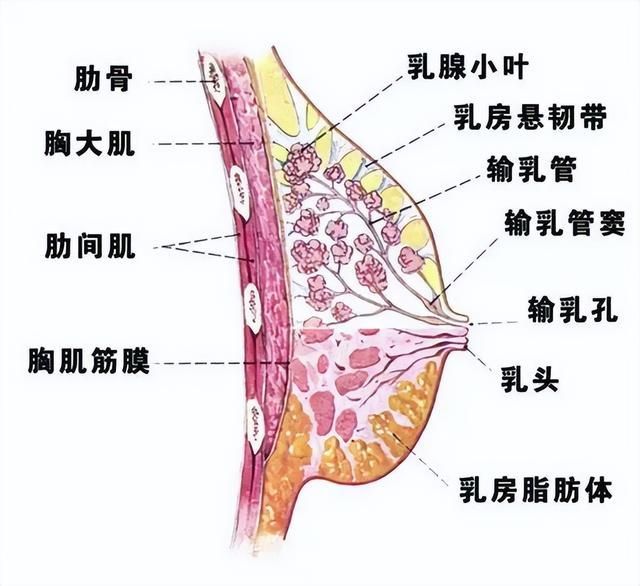 乳房是什么结构图片