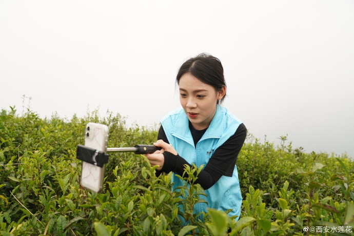 陕西春茶尝鲜季来汉中镇巴县品高山云雾茶