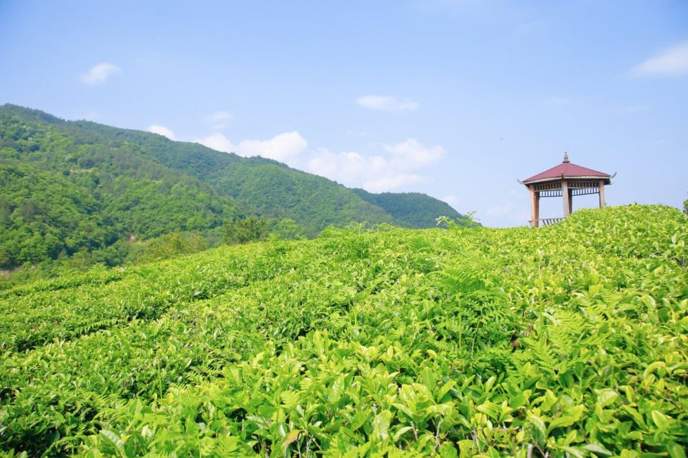 初夏鹽場鎮茶香十里是時候來鎮巴共赴一場茶之盛宴