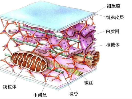 细胞骨架的结构与功能