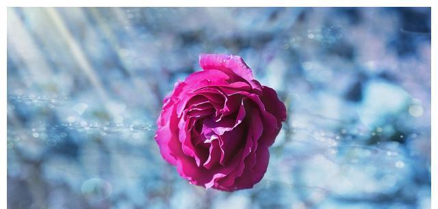 十二星座排行榜大全女_12星座中女谁是女强人排名另类魅力照样吸引人