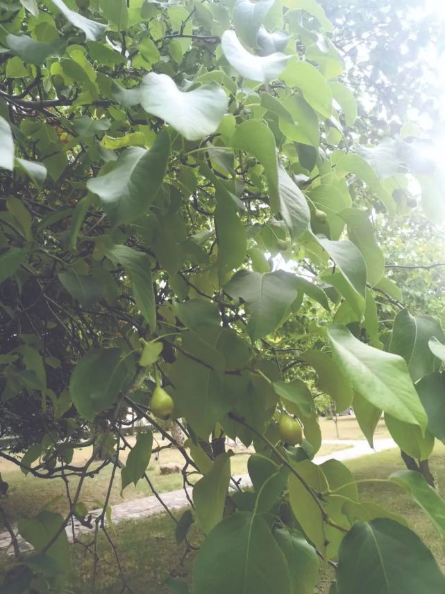 当年华大师生种下的梨树又挂果了 探访华北大学旧址 石家庄正定这些建筑藏着多所“双一流”大学的根_腾讯新闻