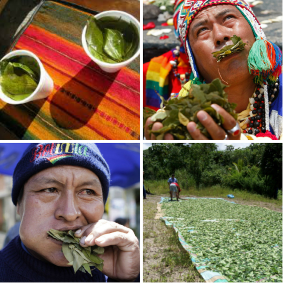 当地出售的干古柯叶和古柯茶对中国来说是一种毒品,但古印加人自古