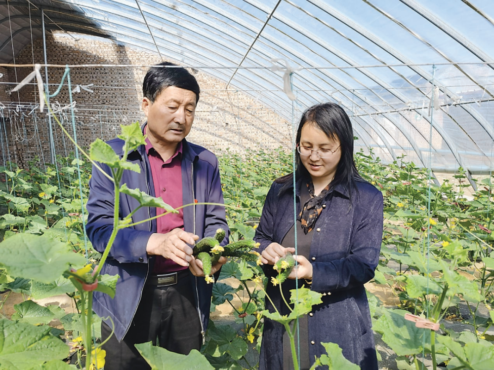 兴县马蒲滩村:大棚菜成熟上市强化四项保障,坚持把搭平台,畅通道作为