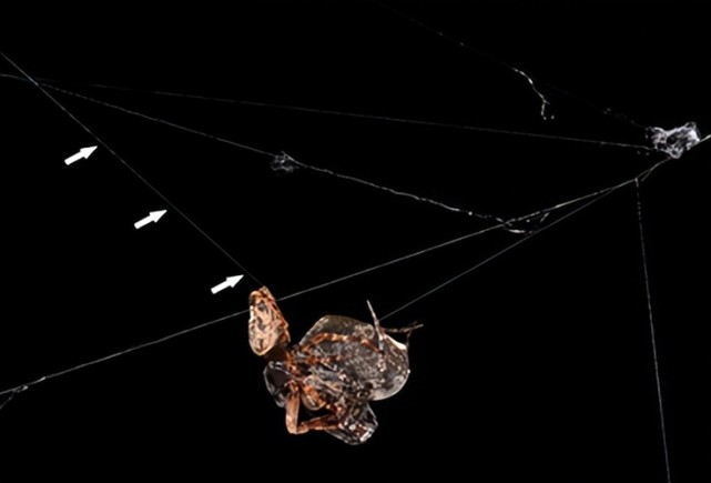 为了避免被老婆吃掉这些公蜘蛛想出了各种神奇操作