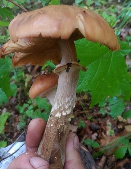 蘑菇界的药材,药材界的美食