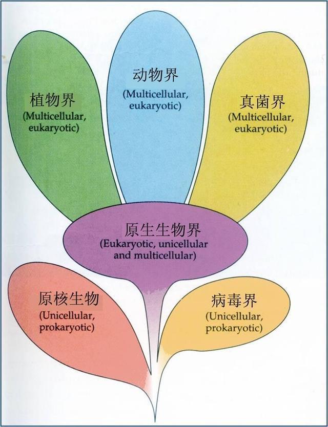 世界上最大的生物是蘑菇!有的比蓝鲸还大三倍,为何能长那么大?