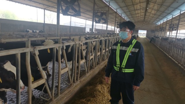 光明乳业崇明三区场长 黄晓飞 36岁我负责的牧场位于崇明跃进农场,与