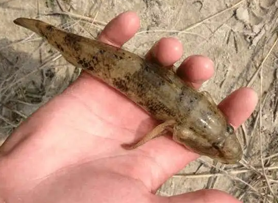 "趴地虎"能吃吗?让钓鱼人憎恶的它,为何能卖到60多元1斤?