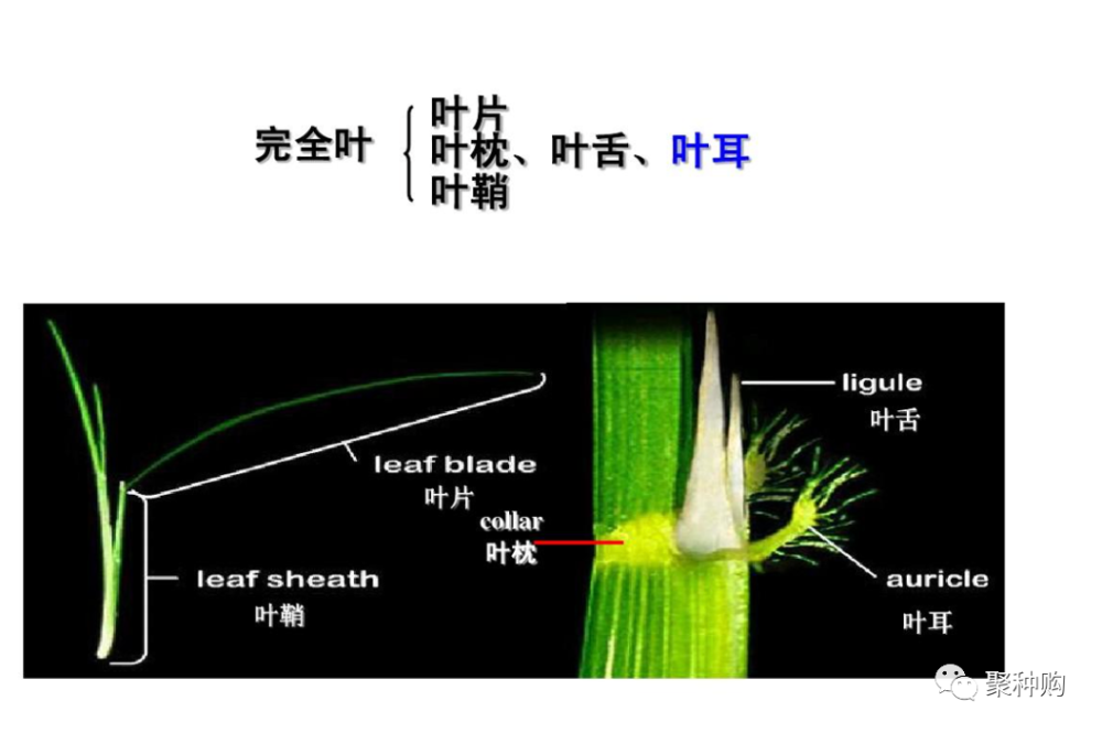 手把手教你数准玉米叶龄