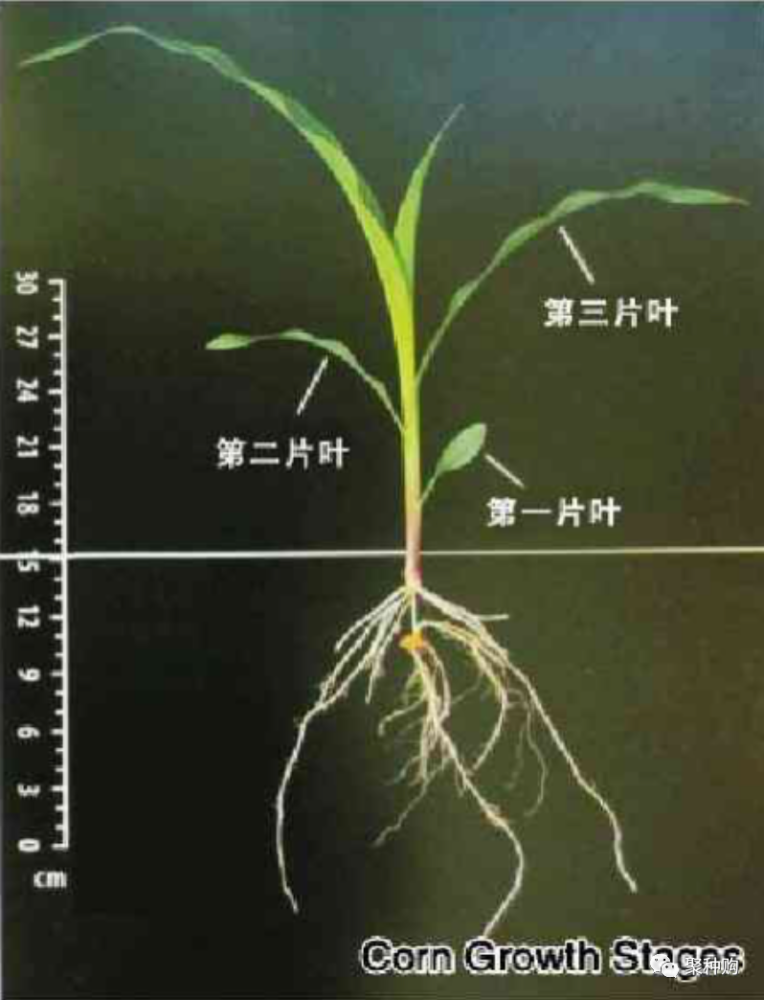 手把手教你数准玉米叶龄