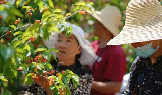 安寧市青龍街道:激活鄉村振興的