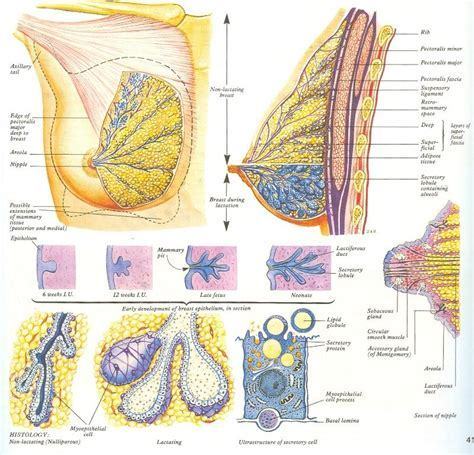厦门新开元医院乳腺专科-认识乳腺_腾讯新闻