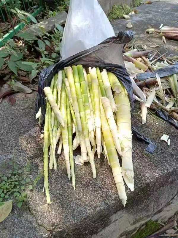 青未了|谁知盘中郇