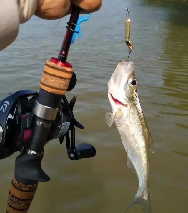 路亚翘嘴鱼老走空?从四个方面做出改变,手竿也能"爆护"_腾讯新闻