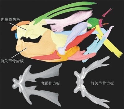 先驱杨氏鱼第一条啃硬骨头的鱼