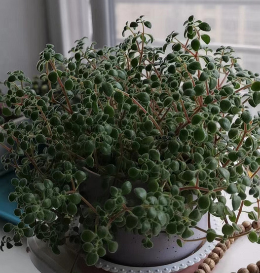 青未了乔莉专栏我的魔南景天