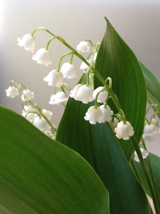 百合科鈴蘭屬,多年生草本植物.全株有毒.