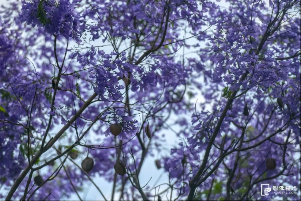 蓝花楹盛放 快去寻找初夏 紫浪漫 腾讯新闻