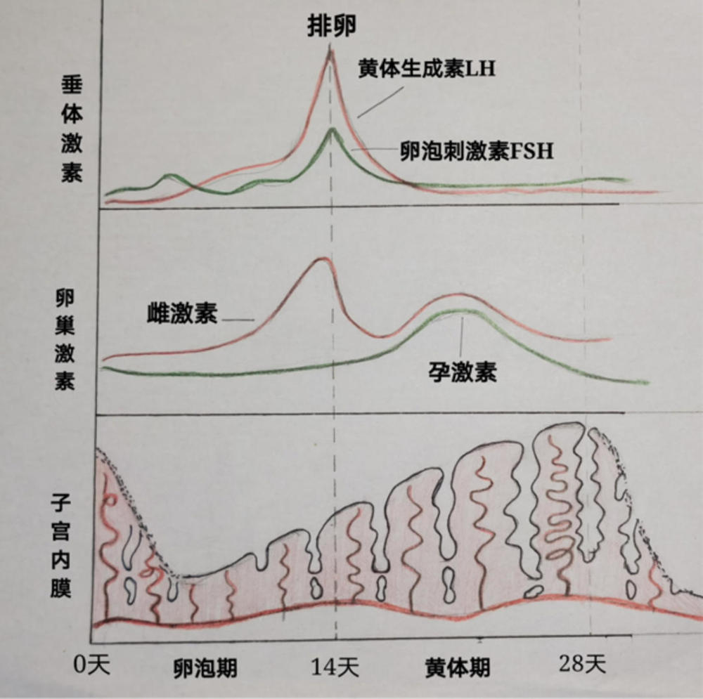 常州又一女孩跳網紅操致黃體破裂醫生提醒排卵後78日黃體最脆弱