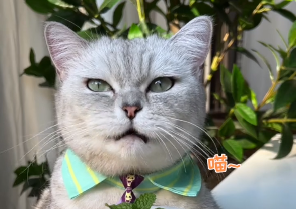 料理猫王:萌宠猫咪上得厅堂下得厨房,爆红网络吸粉千万