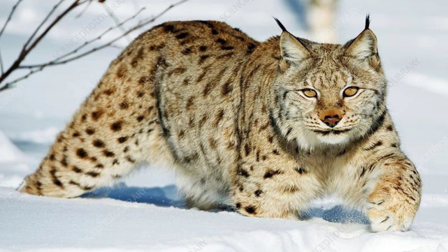 猞猁猞猁濒危 国家二级保护动物 1 哺乳动物猞猁是一种中等大小的猫科