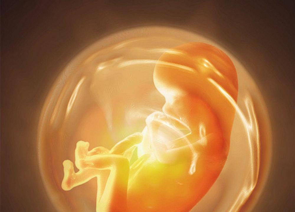 想要孕育出一个高智商的宝宝抓住胎儿的大脑发育黄金期很关键