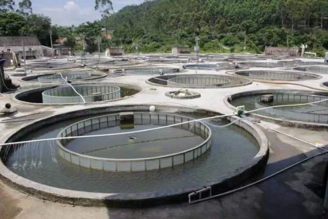 阳春最大鱼苗孵化基地在这!