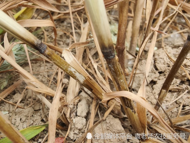 小麥莖基腐病與小麥紋枯病,全蝕病,根腐病一起並稱為小麥四大土傳病害