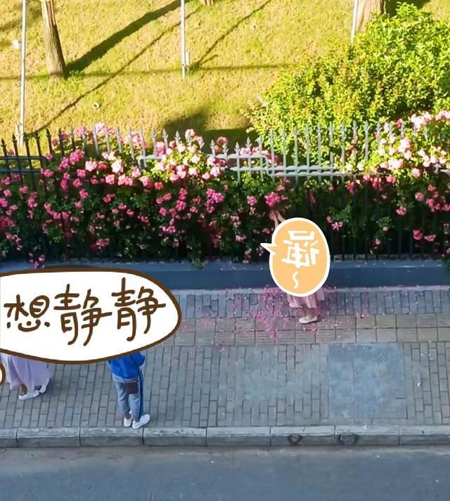 河南一姑娘为拍摄美照,不惜扯下花瓣撒得遍地都是
