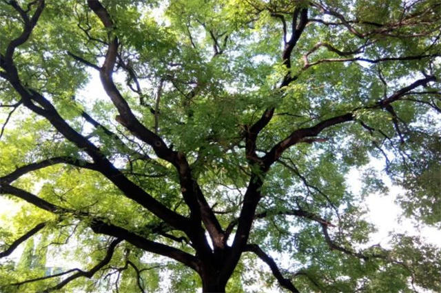 槐树古诗8首 芍药开时槐夏永 清蝉嘒嘒落槐花 柳树 槐树 夏永 麦子 长安