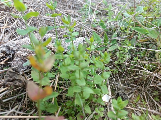 小小一野草,人稱