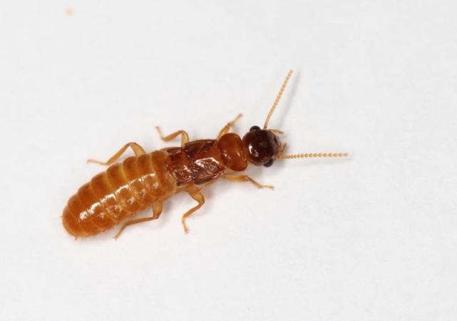 又到白蚁分飞季,如何预防话你知