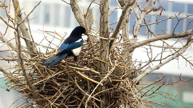 鸟窝也玩钢结构专家喜鹊窝喜鹊窝口朝上为何却不怕雨雪呢