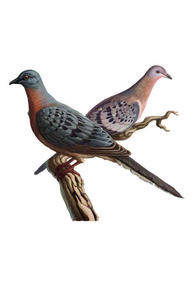 旅鸽为什么会灭绝