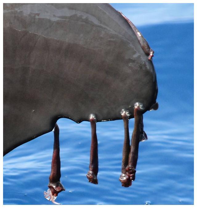 看看鲸和海龟的下场就懂了|海龟|鲸鱼|地球|藤壶