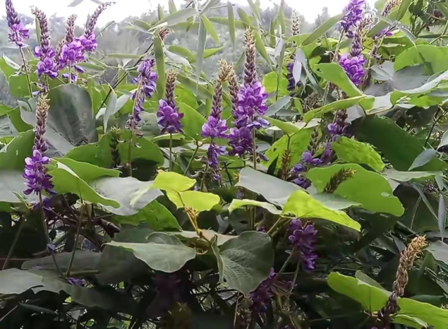 農村一種豆科植物