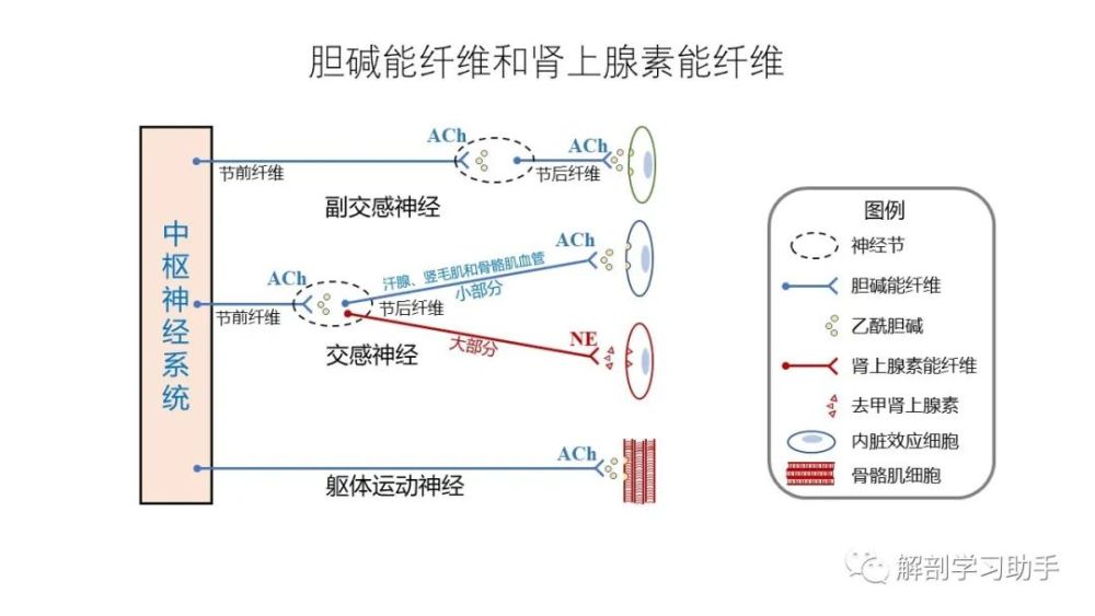 在下運動神經元對骨骼肌的作用下,癱瘓的骨骼肌呈強直收縮狀態